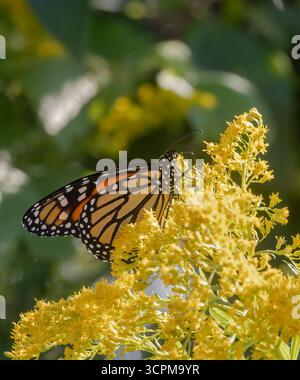 Monarch Butterfly auf einer Goldrute im September in Muskoka Ontario Stockfoto