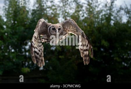 Verreaux's Uhu Ketupa lactea auch bekannt als Milky Eagle Bubo lacteus Riesen Uhu. Die größte afrikanische Eule, die südlich der Sahara gefunden wurde Stockfoto
