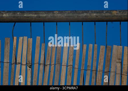 Ein Bambus-bedeckter Metallzaun im Garten mit blauem Himmel Hintergrund Stockfoto