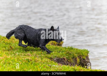 Schwarzer, flacher, beschichteter Retriever Stockfoto
