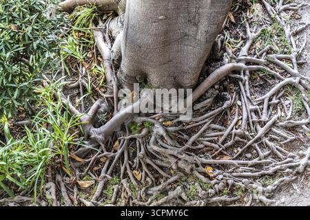 Wurzeln des Kautschukbaums oder indischen Kautschukbaums Ficus elastica im botanischen Garten der Festung Castelo de Tavira im historischen Zentrum von T Stockfoto