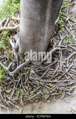 Wurzeln des Kautschukbaums oder indischen Kautschukbaums Ficus elastica im botanischen Garten der Festung Castelo de Tavira im historischen Zentrum von T Stockfoto