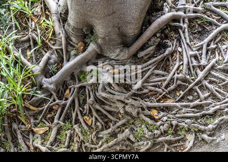 Wurzeln des Kautschukbaums oder indischen Kautschukbaums Ficus elastica im botanischen Garten der Festung Castelo de Tavira im historischen Zentrum von T Stockfoto