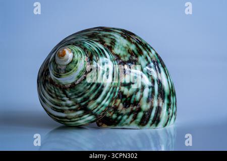 Muschel isoliert auf blauem Hintergrund aus der Nähe, Urlaubs-Souvenir Stockfoto