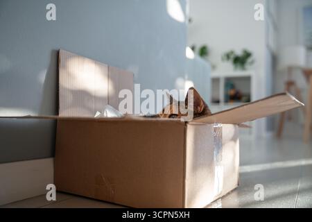 Neugierige Katze blickt aus dem Karton und beobachtet aus ihrem Versteck. Hausleben von Haustieren. Stockfoto