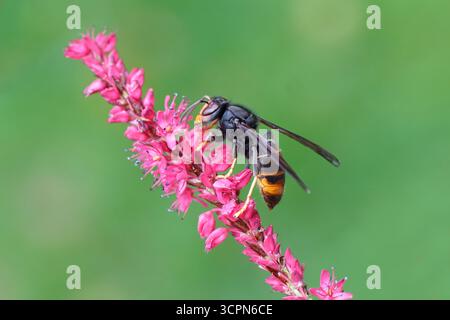 Asiatische Hornet ssp. Nigrithorax, Asiatische Schwarze Hornet (Vespa velutina nigrithorax). Uber Blüten von Knotweed, Knotengras (Polygonum amplexicaule).Holland Stockfoto