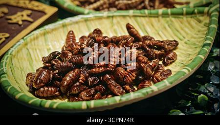 Chengdu, Sichuan, China. Puppen- oder Seidenraupenfleisch, Nahaufnahme. Gekochte Seidenraupenlarven Serviert Auf Bambusgericht. Verschiedene Gekochte Insekten Auffädeln Stockfoto