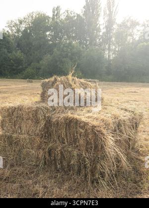 Feldlandschaft nach dem Mähen mit Heuballen in direktem Sonnenlicht unter blauem Himmel an einem heißen Sommertag, einem Bereich mit leichtem Hang. Stockfoto