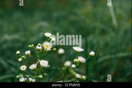 Kleine weiße Blüten verschwommener Hintergrund Stockfoto