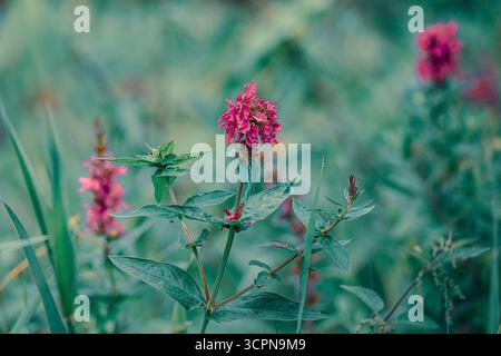 Rosa Wildblumen Stockfoto
