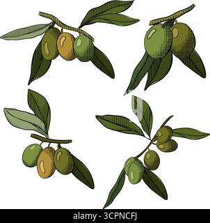 Satz von Olivenzweigen, isolierter Satz. Vektorgrafik Linie farbige Illustration. Silhouettenzeichen für Logo, Druck, Comics, Mode, Pop Art, Platinen, d Stock Vektor