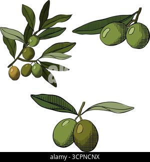 Handgezeichneter Olivenbaumzweig. Isolierter Satz. Vektorgrafik Linie farbige Illustration. Kalkkohleoliven. Minimaler Bleistiftpinsel für Skizzen, Stock Vektor