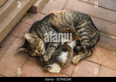 Eine Katze schläft friedlich, während sie ihr verspieltes Kätzchen auf einem sonnendurchfluteten Ziegelboden kuschelt. Die beiden teilen einen gemütlichen und zärtlichen Moment miteinander. Stockfoto