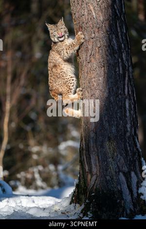 Wilder Lynx klettert an einem sonnigen Tag auf einen Baum in einem verschneiten Wald Stockfoto