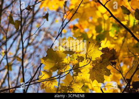 Gelbe Ahornblätter auf den Ästen, von der Sonne beleuchtet, Herbstblick Stockfoto