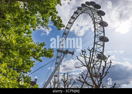 Das London Eye Observation Wheel wird von Green Trees eingerahmt Stockfoto