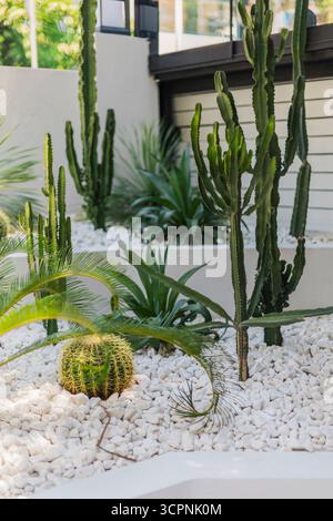 Verschiedene Kakteen- und tropische Pflanzen wachsen in einem stilvollen Garten im Freien. Dekorative weiße Steine schaffen eine elegante Landschaft in einem eleganten Design Stockfoto