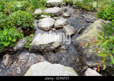 Unberührter Bergbach, der zwischen moosbedeckten Granitfelsen fließt, umgeben von üppiger grüner Vegetation und Wildblumen in der Tatra Wildnis. Reines alpi Stockfoto