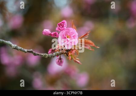 Nahaufnahme von rosa Kirschblüten Stockfoto