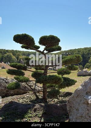 Steingarten mit dekorativen Baum- und Steinformationen in einer malerischen Landschaft, Outdoor Park in der Ukraine. Stockfoto