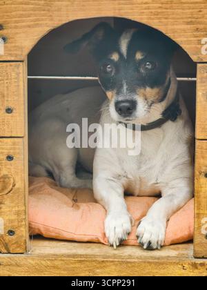 Jack Russell Terrier ruht in Holzkiste – gemütliches Porträt Stockfoto