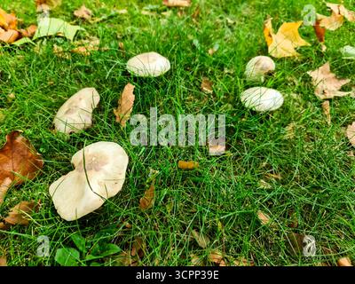 Wilde Pilze auf saftig grünem Rasen mit verstreuten braunen und gelben Herbstblättern, die den Wechsel der Saison signalisieren Stockfoto