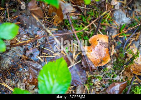 Orangebrauner Wildpilz, der zwischen Kiefernnadeln und Waldmoos in einem tschechischen Wald wächst. Das Konzept der saisonalen Nahrungssuche, versteckten Schätzen und Natur Stockfoto
