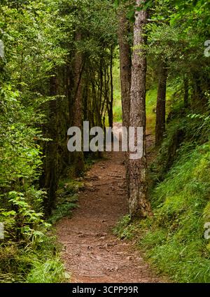 Sonnenverwöhnter Dirt Path durch dichten Wald – vertikale Sicht auf einen gewundenen Dirt Trail oder Pfad, der durch einen üppigen, dichten Wald führt, flankiert von hohen Blättern Stockfoto