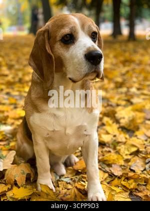Niedlicher Beagle sitzt im Park zwischen den gelben, gefallenen Blättern. Grauhaariger Hund auf einem Spaziergang im Park. Stockfoto