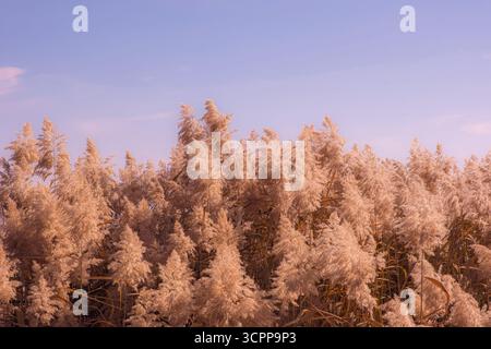 Eine atemberaubende Landschaft eines hohen Feldes. Federleichte Schilfe, die sich sanft im warmen Licht bewegen. Das Bild eignet sich perfekt für naturbelassene Designs. Stockfoto
