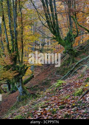 Alte Buchen mit moosbedeckten Wurzeln - bezaubernder vertikaler Blick auf einen Buchenwald im Herbst, mit moosbedeckten Baumstämmen und knorrigen Wurzeln über einem gr Stockfoto