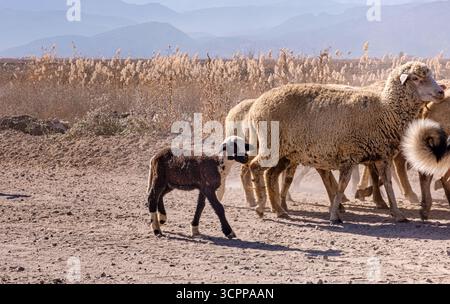 Eine friedliche ländliche Szene mit einer Schafherde, die auf einem sonnendurchfluteten Feld weidet, während ein neugieriges Lamm die Umgebung erkundet. Agrarthemen und A Stockfoto