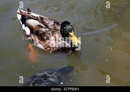 Tiere in einem Parksee. Eine Ente mit einer Schildkröte im Wasser, die Natur ringsum. Stockfoto