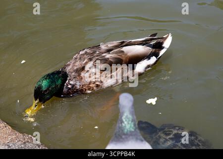 Tiere in einem Parksee. Eine Ente im Wasser. Stockfoto
