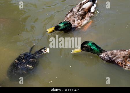 Tiere in einem Parksee. Eine Schildkröte nimmt Enten Futter. Stockfoto