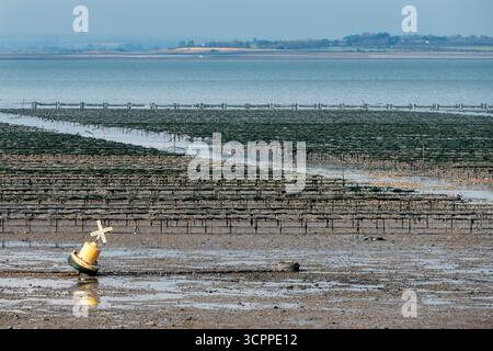 Whitstable Oyster steht bei Ebbe in Whitstable Bay Kent UK Stockfoto