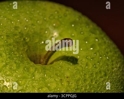 Makro Green Apple Water Drops Detail – Extreme Nahaufnahme eines feuchten, lebendigen grünen Apfels mit Kondensationstropfen auf der Haut. Konzentrieren Sie sich auf Frische Stockfoto