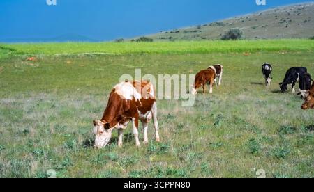 Eine malerische Aussicht auf die Landschaft mit einer Gruppe von Kühen, die auf einer üppigen grünen Weide unter einem hellblauen Himmel weiden. Kuhrassen und -Farben verbessern das rustikale Stockfoto