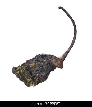 Überreife trockene Chilischote isolierter weißer Hintergrund, verworfenes oder abfallendes Gemüse aus der Nähe, nachhaltiges und Erneuerungskonzept Stockfoto