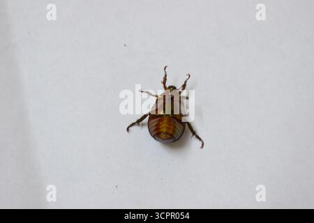 Cupreous Chafer (Anomala cuprea) Metallic Green Beetle Nahaufnahme Stockfoto