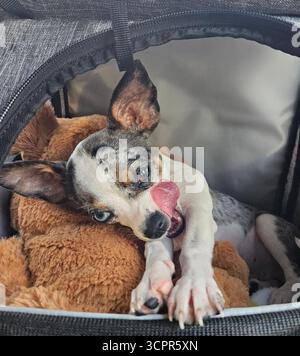 Das niedliche merle Chihuahua Hündchen in einer Reisetasche ist bereit für ein Abenteuer auf einem malerischen Roadtrip. Stockfoto