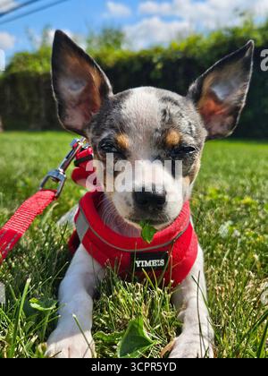 Ein neugieriger merle Chihuahua Welpe macht seine ersten Schritte in die Welt des Leinen-Trainings und verbindet Entschlossenheit mit unbestreitbarer Niedlichkeit. Stockfoto