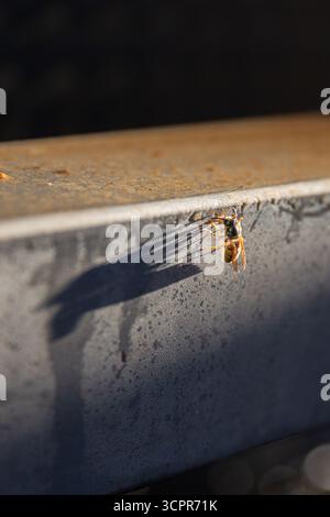 Detaillierte Makroaufnahme von gelber Wespe auf alter Metalloberfläche mit sichtbaren Flügeln und Schatten. Angaben zu Industrie- oder Landmaschinen während der Ernte auf See Stockfoto