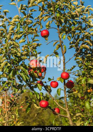 Nahaufnahme von saftigen roten Äpfeln, die auf einem Apfelbaum wachsen Stockfoto
