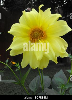 Gelbe Dahlienblume in voller Blüte – Nahaufnahme Botanische Fotografie Stockfoto