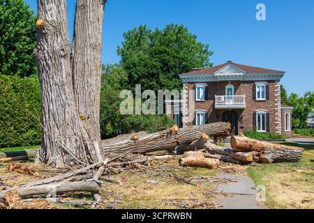 Alte große Schnitte, die noch immer hohe Laubbäume und beschnittene Äste mit Blättern im Vorhof des braunen Ziegelhauses im Sommer stehen. Stockfoto