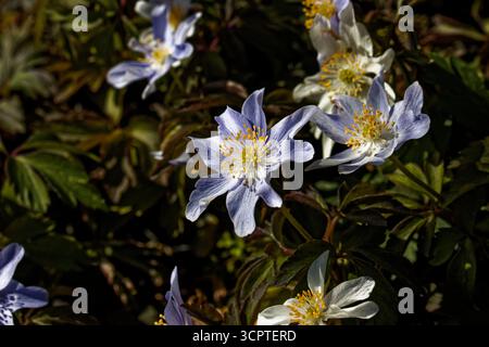 Anemonoides blanda oder Anemone blanda, die Balkananemone, die griechische Windblume oder die Winterwindblume, ist eine Art blühender Pflanze Stockfoto