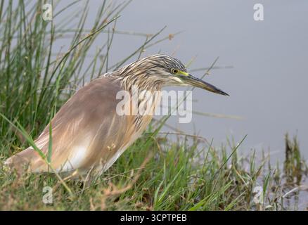 Der getarnte Squacco Reion (Ardeola ralloides) des Lake Nakuru Stockfoto