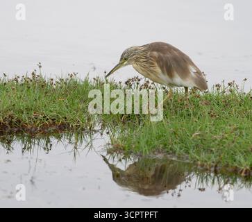 Der getarnte Squacco Reion (Ardeola ralloides) des Lake Nakuru Stockfoto