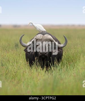 Afrikanischer Büffel (Syncerus Caffer) mit Satellitenreiher im Feuchtgebiet des Amboseli-Nationalparks, Kenia Stockfoto